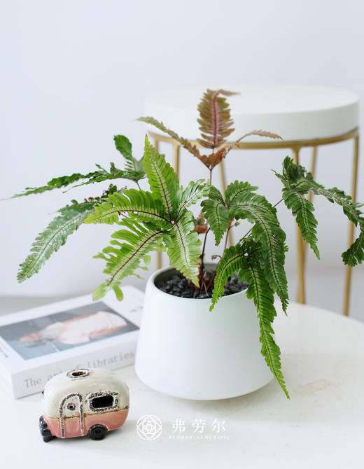 三色凤尾蕨 商品图0