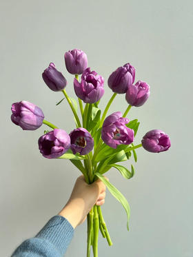 方德迷雾紫色郁金香9支