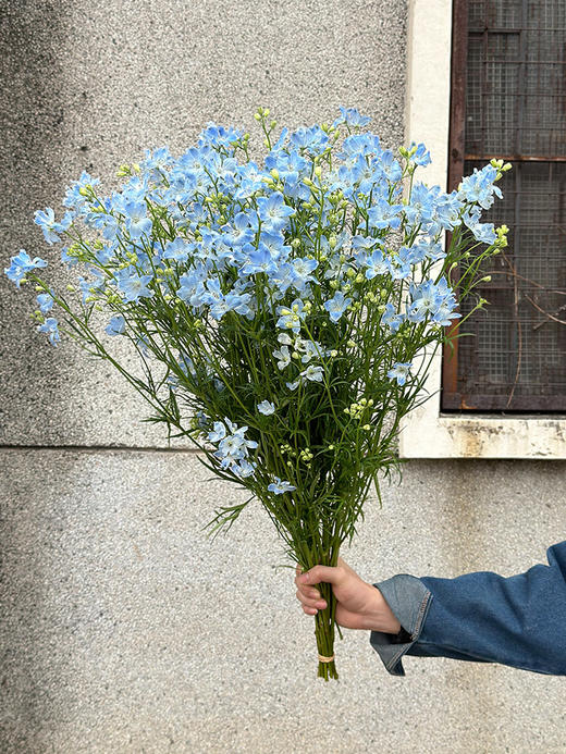 日本进口小飞燕鲜切花 商品图4