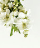 【春枝花】白娟梅  扎 商品缩略图5