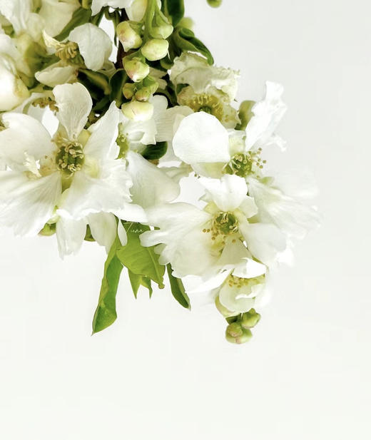 【春枝花】白娟梅  扎 商品图5