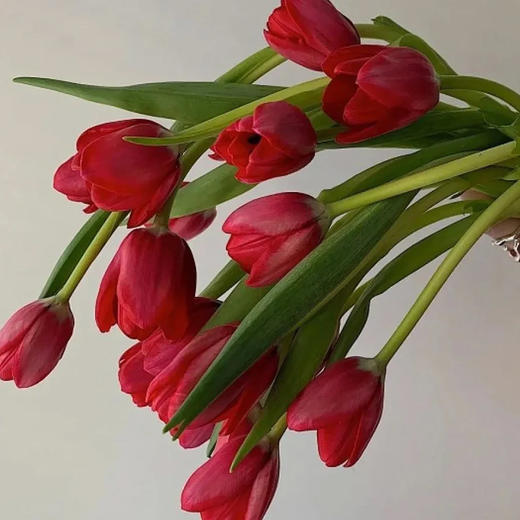 荷兰进口红色郁金香10支 商品图3
