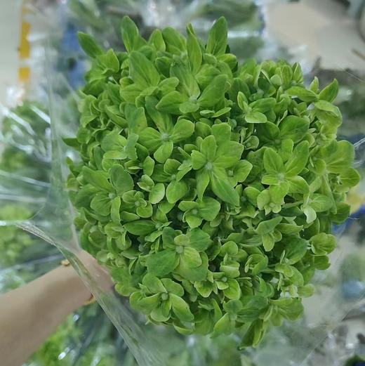 绣球.国绿 商品图0