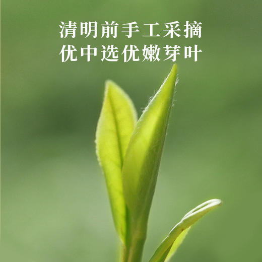 【明前龙井茶】尝鲜！开春头采嫩芽，鲜爽十足。一杯好龙井，悠然桃源间。 商品图3
