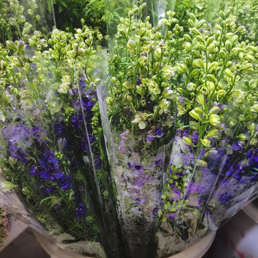 千鸟飞燕 商品图3