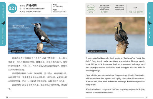 北京常见鸟类100种 2485 商品图8