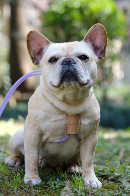 Tinklylife 自然十合一防水牵引胸背 商品图14