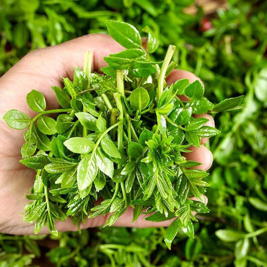 时令菜花椒芽！花椒树发芽期幼嫩的芽叶，油亮鲜绿，麻香味美，是芽苗菜中的珍品，因经过热炒、凉拌、油炸、涮锅后，品尝起来麻香宜人，开胃爽口，具有独特风味和丰富营养！京郊农家院的必点菜之一！250克/份 商品图0