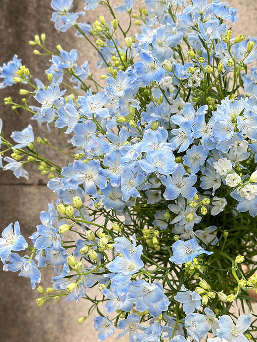 日本进口小飞燕鲜切花 商品图3