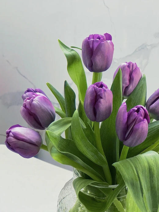 方德迷雾紫色郁金香9支 商品图2