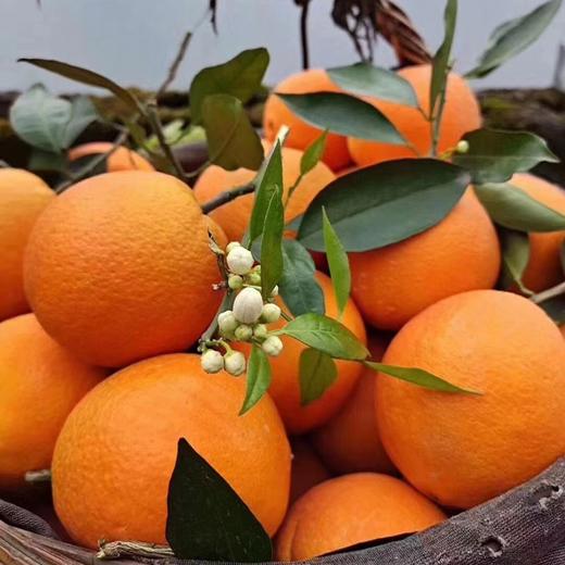 【春夏限定】湖北秭归江边伦晚脐橙 商品图5