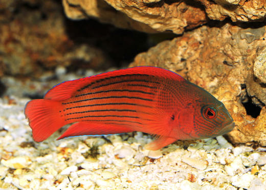 条纹红龙 商品图0