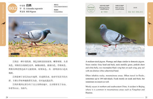 北京常见鸟类100种 2485 商品图7