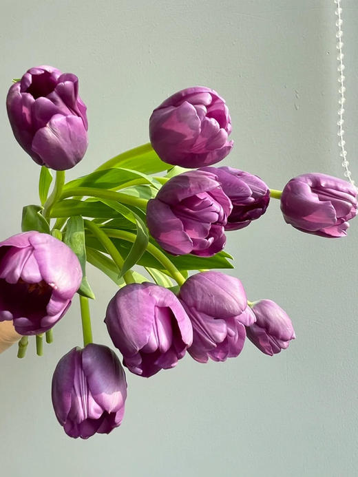 方德迷雾紫色郁金香9支 商品图1