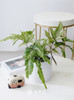 白圆盆-凤尾蕨 商品缩略图0