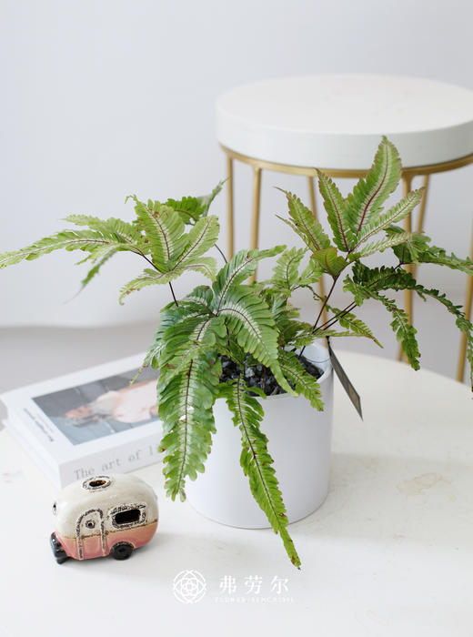 白圆盆-凤尾蕨 商品图0