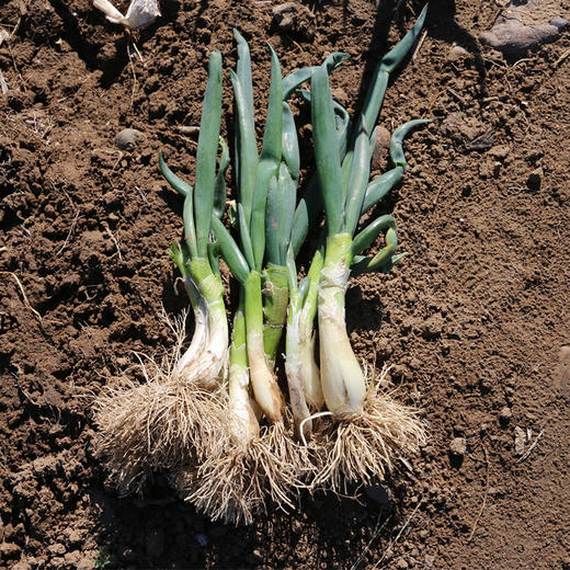 【密云】杨家葱1斤  新鲜羊角葱现拔小葱 葱味浓郁  适合做馅   商品图5