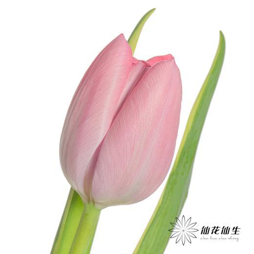 国产郁金香 | 魔幻 商品图3