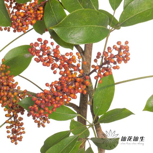 叶材 | 鹅掌果 商品图0