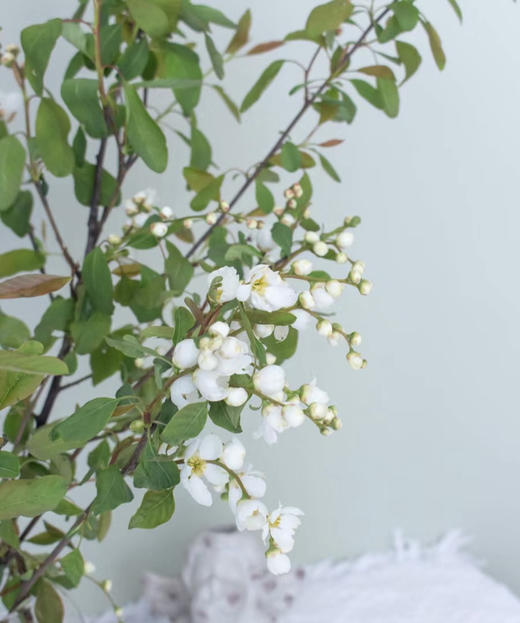 【春枝花】白娟梅  扎 商品图1