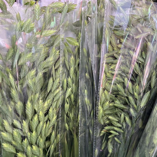 小盼草 商品图5