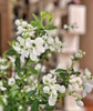 【春枝花】白娟梅  扎 商品缩略图3