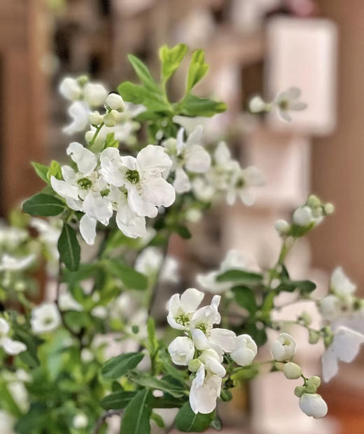 【春枝花】白娟梅  扎 商品图3