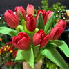 荷兰进口红色郁金香10支 商品缩略图1