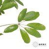 叶材 | 鹅掌果 商品缩略图3