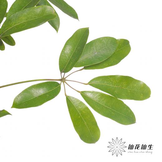 叶材 | 鹅掌果 商品图3