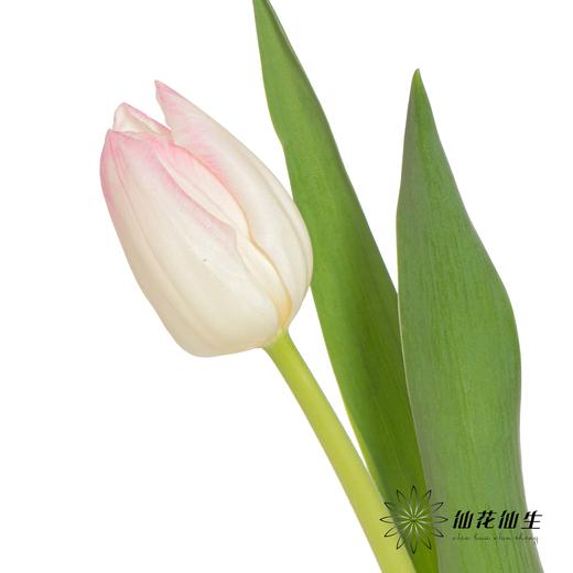 国产郁金香 | 马卡龙 商品图1