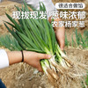 【密云】杨家葱1斤  新鲜羊角葱现拔小葱 葱味浓郁  适合做馅   商品缩略图0