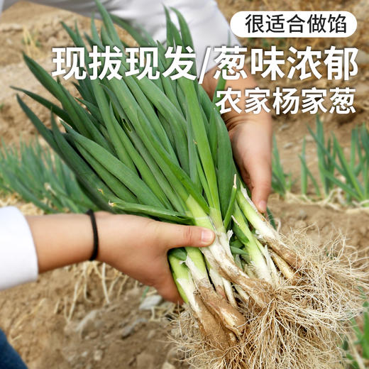 【密云】杨家葱1斤  新鲜羊角葱现拔小葱 葱味浓郁  适合做馅   商品图0