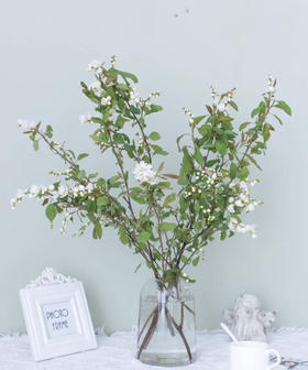 【春枝花】白娟梅  扎