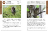 北京常见鸟类100种 2485 商品缩略图10