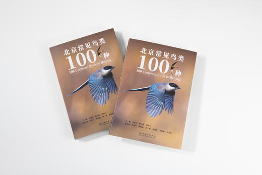 北京常见鸟类100种 2485 商品图6