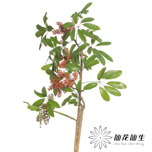 叶材 | 鹅掌果 商品图2