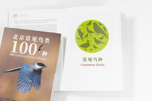 北京常见鸟类100种 2485 商品图3