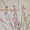 精品花卉桃花一扎 商品缩略图1