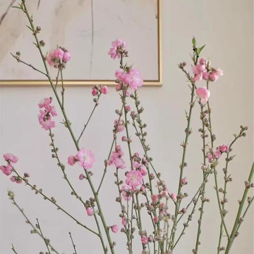 精品花卉桃花一扎 商品图1