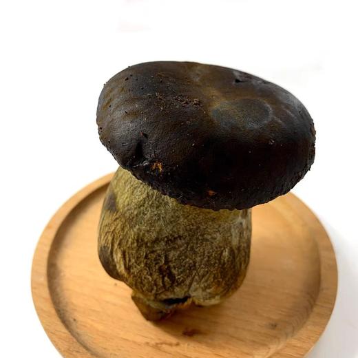 黑牛肝菌 鲜 商品图0