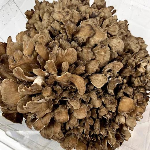 新鲜灰树花舞茸 商品图1