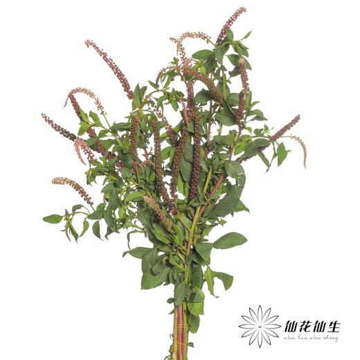 配果 | 商陆 商品图3