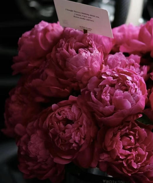 【红艳奔放】芍药-莎拉  红色 5枝/扎 商品图6