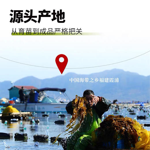 海带嫩苗 预制菜火锅食材盐渍小海带芽商用压缩 商品图3