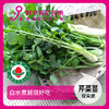 年卡-芹菜苗300g 商品缩略图0