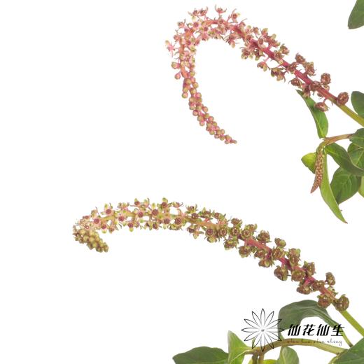 配果 | 商陆 商品图5