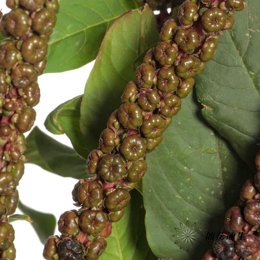 配果 | 商陆 商品图2