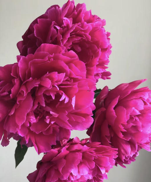 【红艳奔放】芍药-莎拉  红色 5枝/扎 商品图1