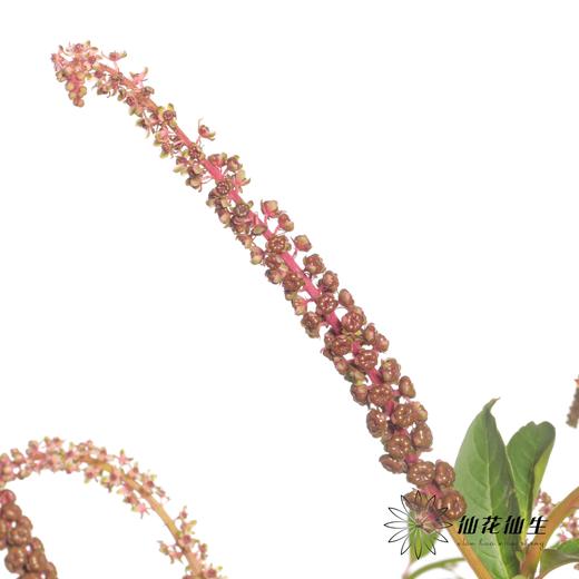 配果 | 商陆 商品图4